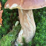 Przystanek Dzika Dolina * Lądek-Zdrój