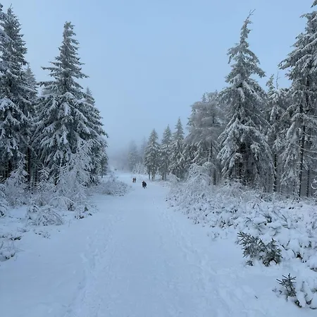 Przystanek Dzika Dolina Apartman Lądek-Zdrój