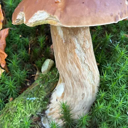 Przystanek Dzika Dolina * Lądek-Zdrój