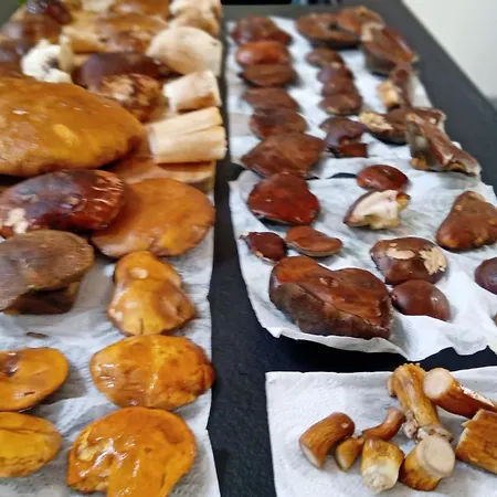 Przystanek Dzika Dolina Apartman