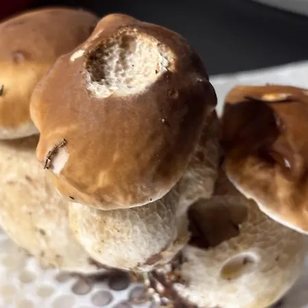 Przystanek Dzika Dolina Apartman Lądek-Zdrój