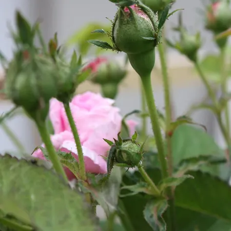 Przystanek Dzika Dolina Lądek-Zdrój