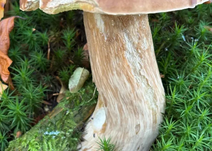 Przystanek Dzika Dolina * Ladek-Zdroj