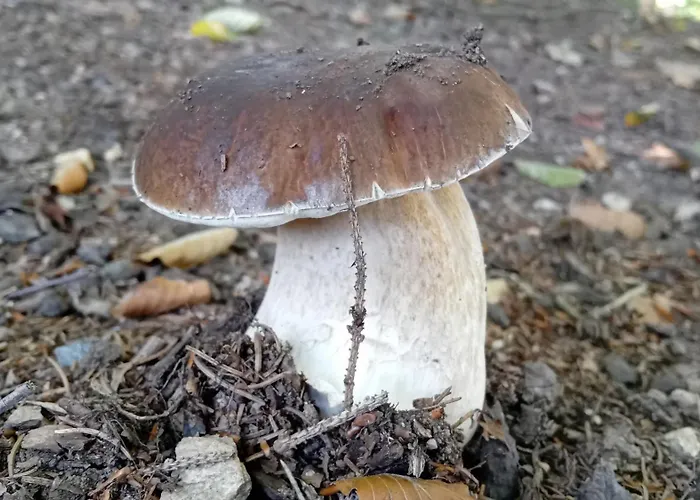 Apartment Przystanek Dzika Dolina *