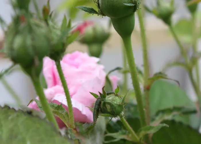 Przystanek Dzika Dolina Ladek-Zdroj