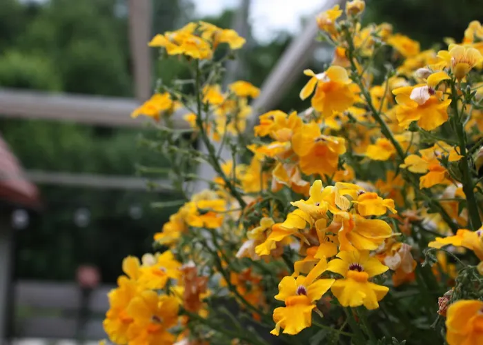 Przystanek Dzika Dolina Ladek-Zdroj