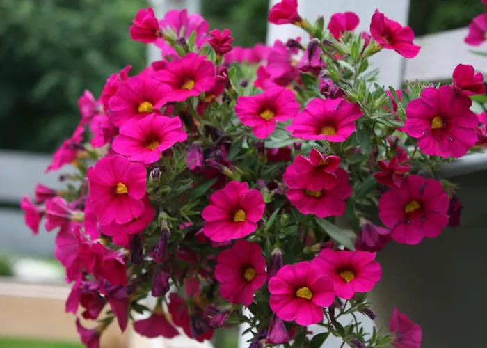 Przystanek Dzika Dolina Apartment *