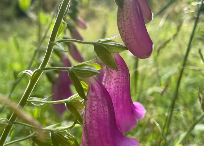 Apartment Przystanek Dzika Dolina *